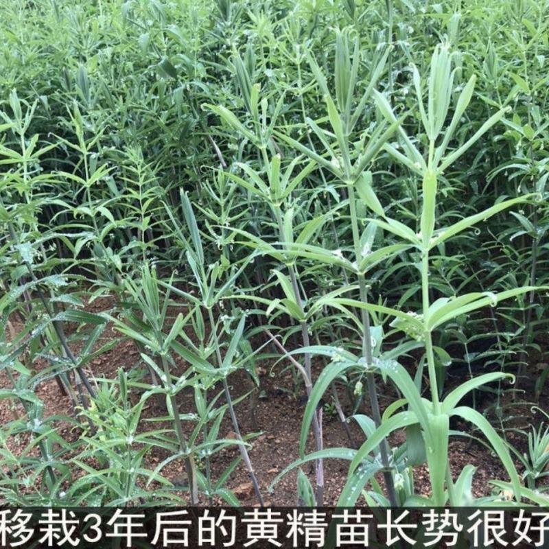 现挖野生鸡头黄精苗2-3年苗正宗鸡头黄精种芽伏牛山自播