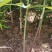 现挖野生鸡头黄精苗2-3年苗正宗鸡头黄精种芽伏牛山自播