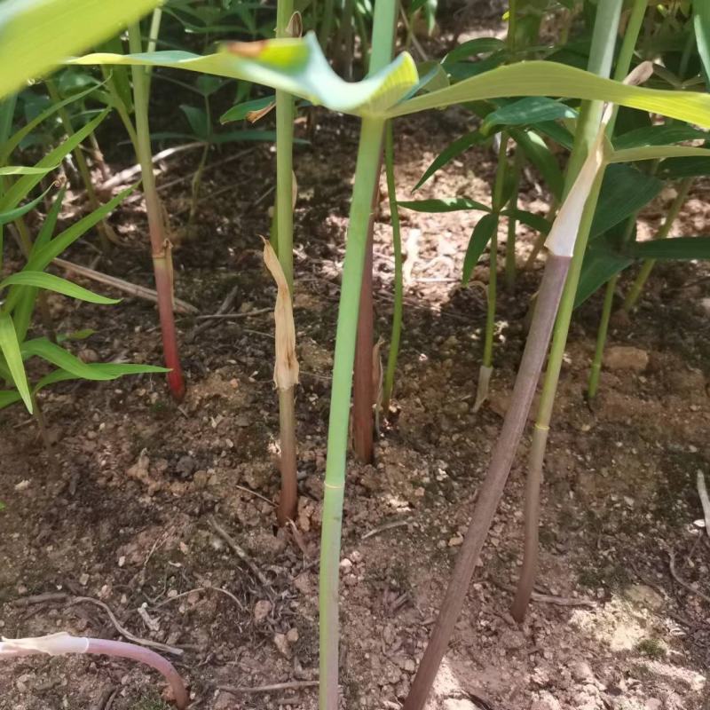 现挖野生鸡头黄精苗2-3年苗正宗鸡头黄精种芽伏牛山自播