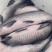 大青鱼40——60斤