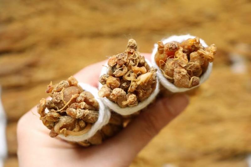 广州人特价红参须