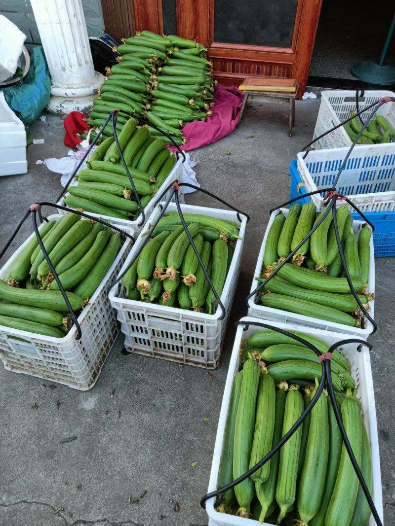 露天丝瓜种植户