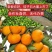 正宗新品蜜桔，基地直供，无中间商，无代办费。
