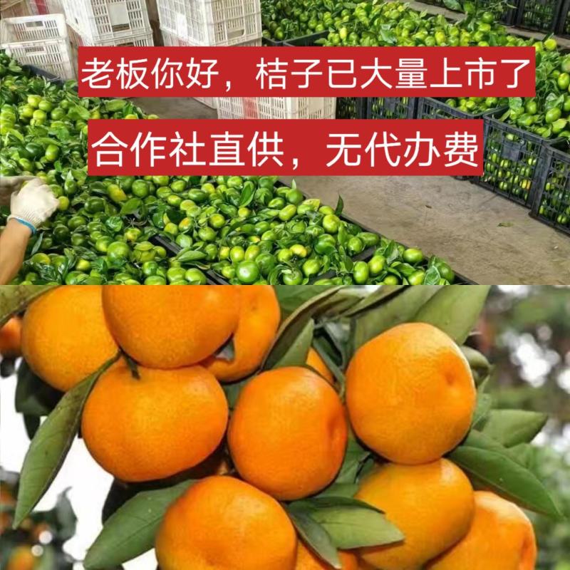 正宗新品蜜桔，基地直供，无中间商，无代办费。