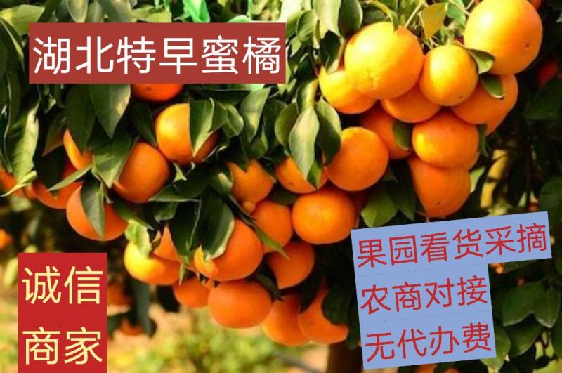 新品蜜橘，合作社直供无代办费，优质货源，优质服务