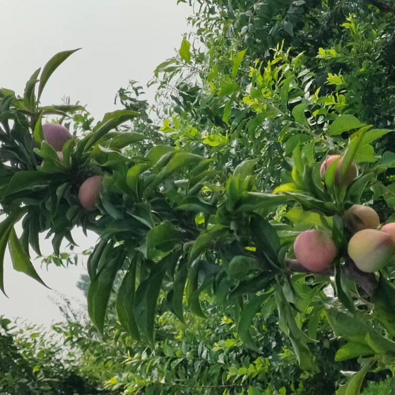 吉胜李子快要上市了