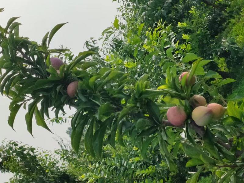 吉胜李子快要上市了