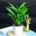 白掌大盆一帆风顺水培养植物绿植盆栽室内植物花卉室内好养易