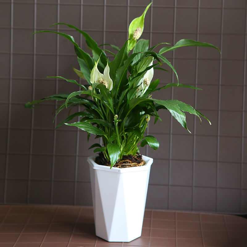 白掌大盆一帆风顺水培养植物绿植盆栽室内植物花卉室内好养易