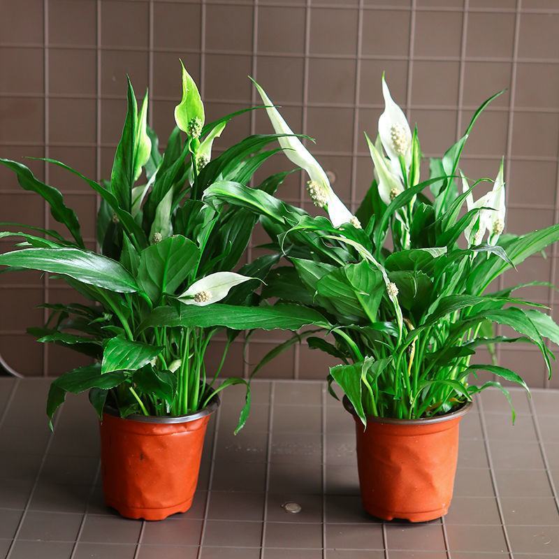 白掌大盆一帆风顺水培养植物绿植盆栽室内植物花卉室内好养易