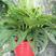 仙洞龟背竹洞洞竹北欧网红植物净化空气吸收甲醛好养活