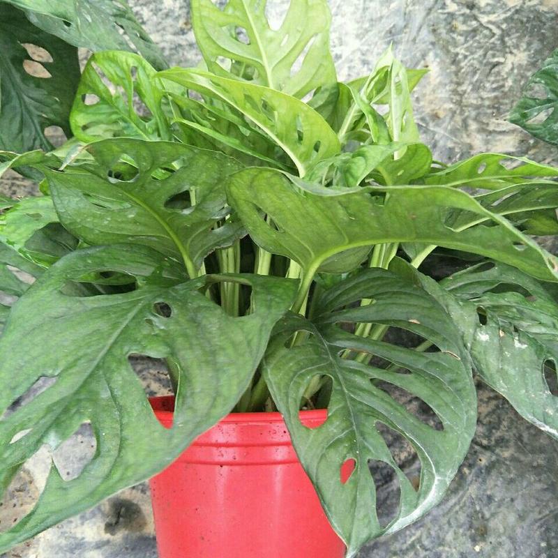 仙洞龟背竹洞洞竹北欧网红植物净化空气吸收甲醛好养活