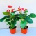 红掌白掌盆栽水培植物室内花卉好养一帆风顺大盆绿植鸿运当头
