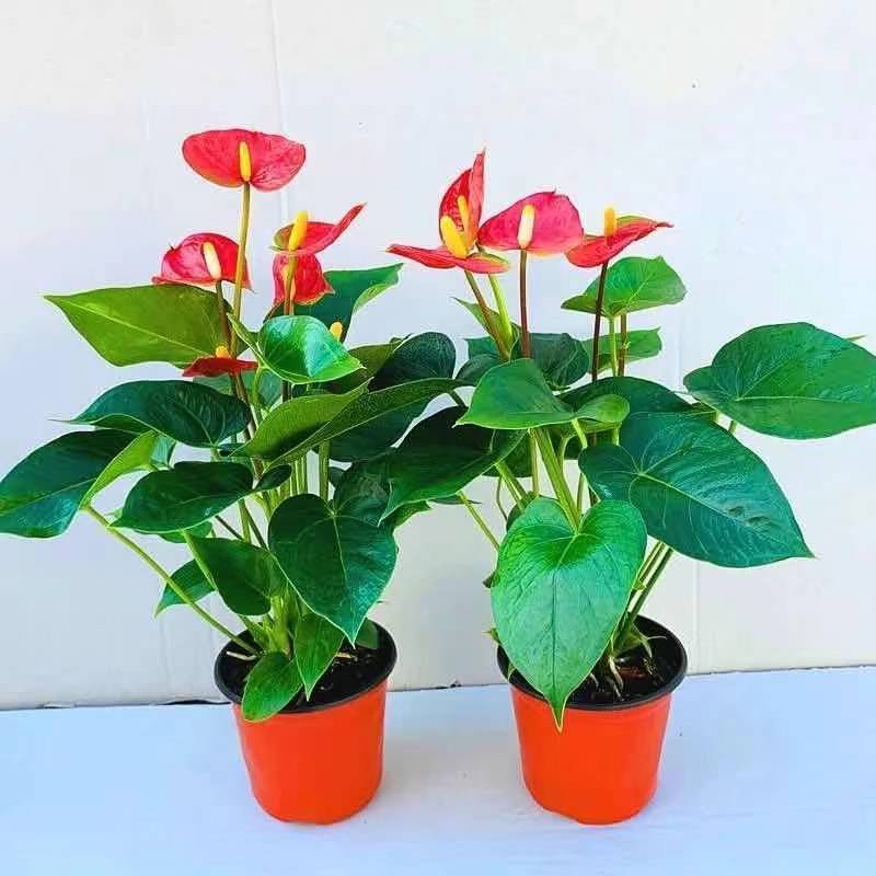 红掌白掌盆栽水培植物室内花卉好养一帆风顺大盆绿植鸿运当头