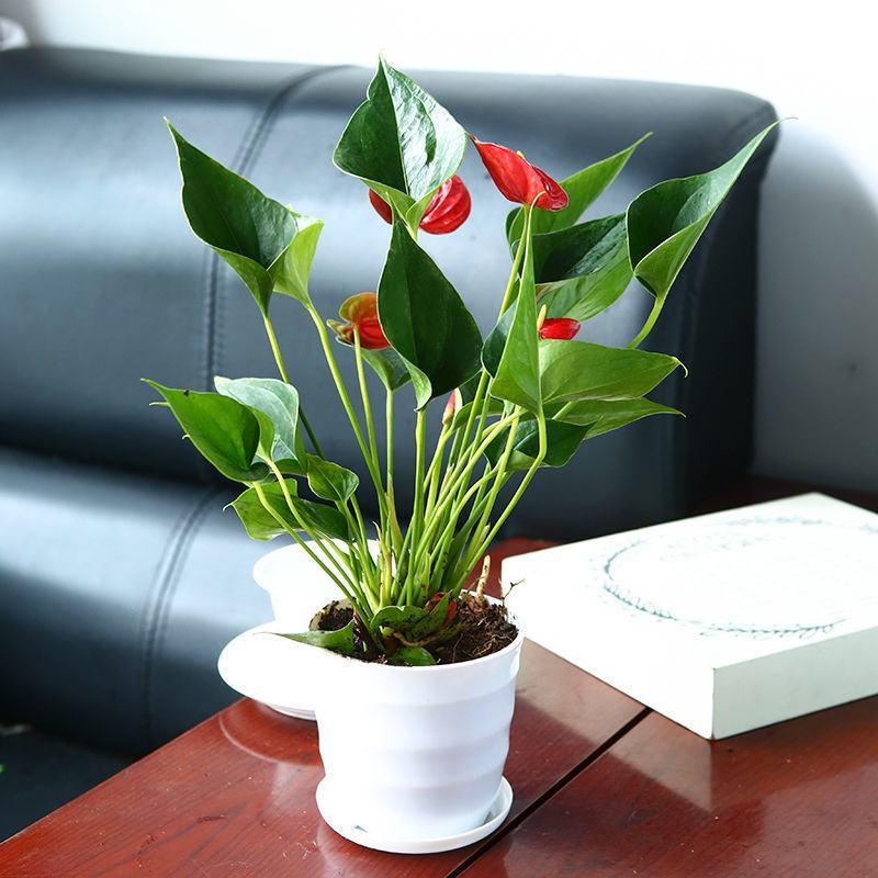 红掌白掌盆栽水培植物室内花卉好养一帆风顺大盆绿植鸿运当头