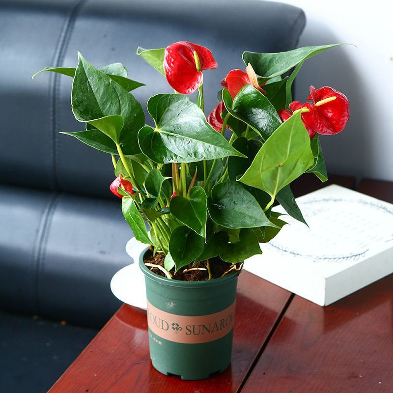 红掌白掌盆栽水培植物室内花卉好养一帆风顺大盆绿植鸿运当头