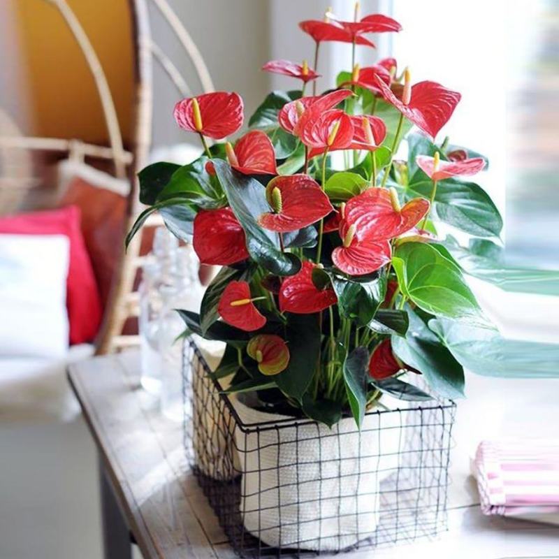 红掌白掌盆栽水培植物室内花卉好养一帆风顺大盆绿植鸿运当头