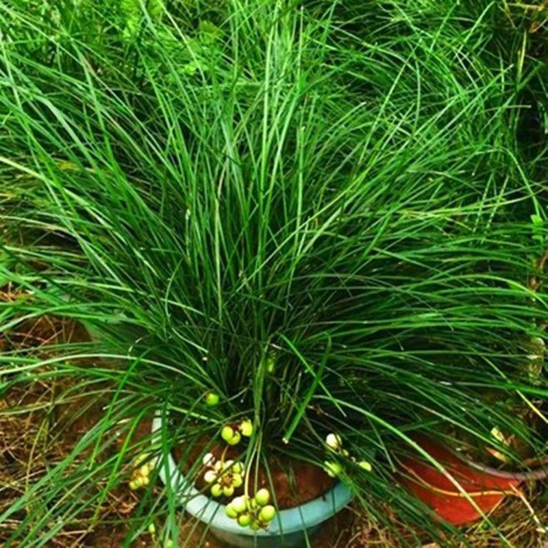 室内盆栽耐阴植物耐寒绿化虎须兰蓝宝石虎须草吊兰草装饰