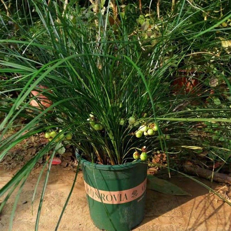 室内盆栽耐阴植物耐寒绿化虎须兰蓝宝石虎须草吊兰草装饰