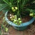室内盆栽耐阴植物耐寒绿化虎须兰蓝宝石虎须草吊兰草装饰