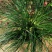 室内盆栽耐阴植物耐寒绿化虎须兰蓝宝石虎须草吊兰草装饰