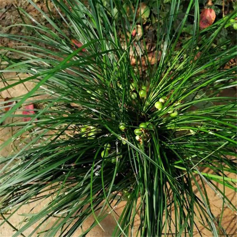 室内盆栽耐阴植物耐寒绿化虎须兰蓝宝石虎须草吊兰草装饰