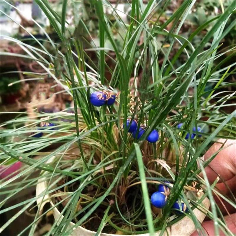 室内盆栽耐阴植物耐寒绿化虎须兰蓝宝石虎须草吊兰草装饰