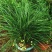 室内盆栽耐阴植物耐寒绿化虎须兰蓝宝石虎须草吊兰草装饰