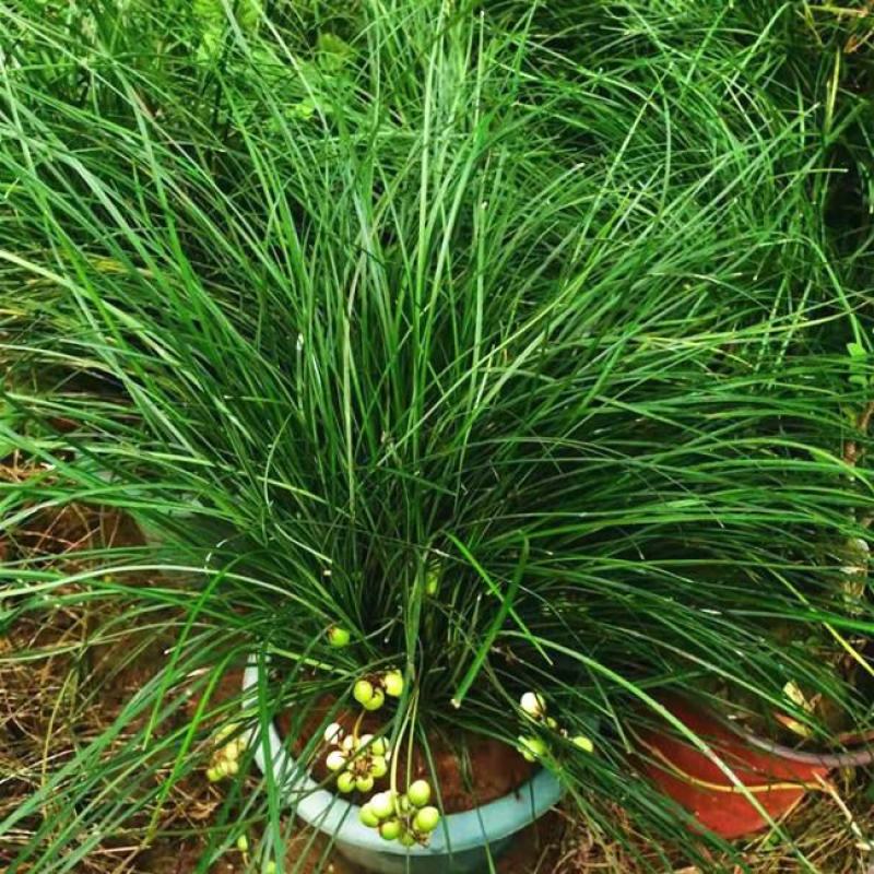 室内盆栽耐阴植物耐寒绿化虎须兰蓝宝石虎须草吊兰草装饰