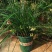 室内盆栽耐阴植物耐寒绿化虎须兰蓝宝石虎须草吊兰草装饰