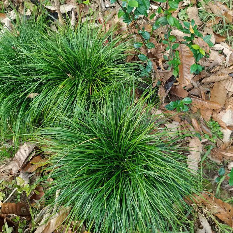 室内盆栽耐阴植物耐寒绿化虎须兰蓝宝石虎须草吊兰草装饰
