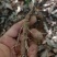 野生小叶仙茅，需要的现采现发。