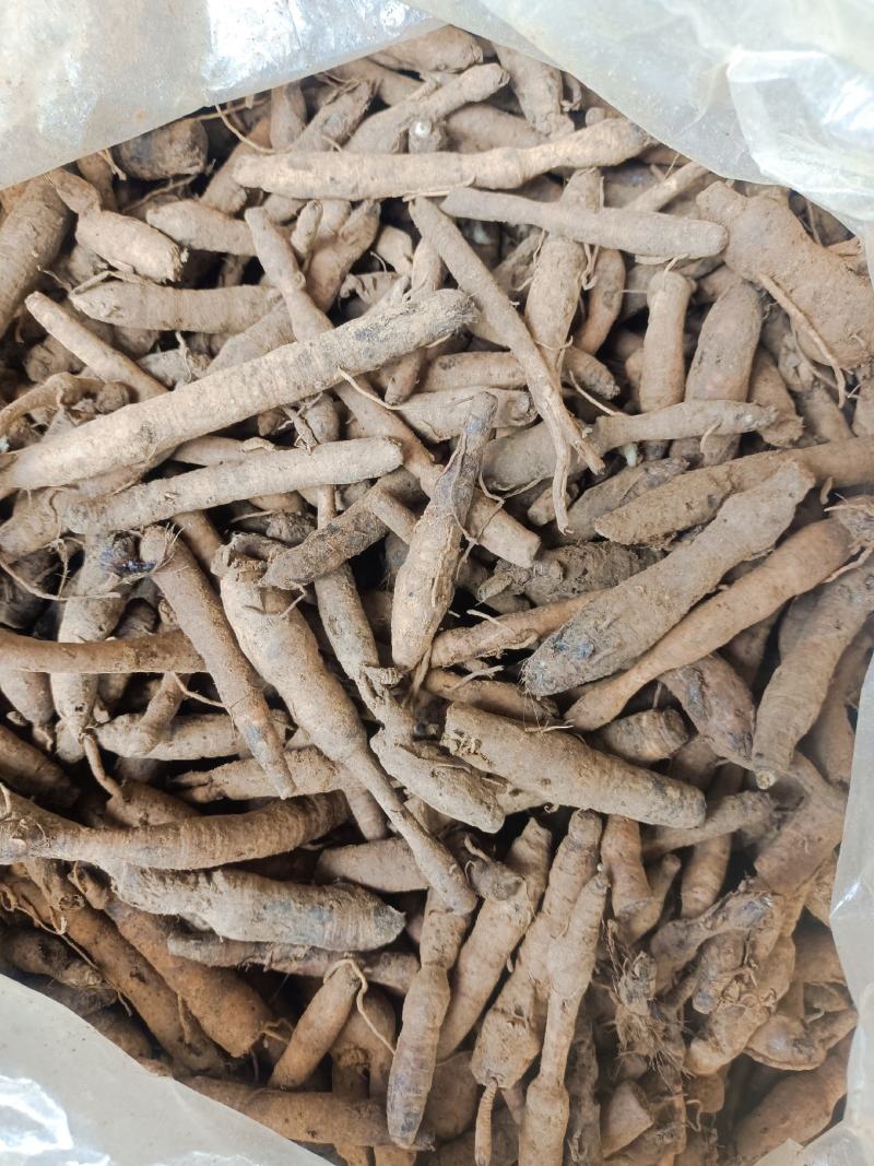 野生小叶仙茅，需要的现采现发。