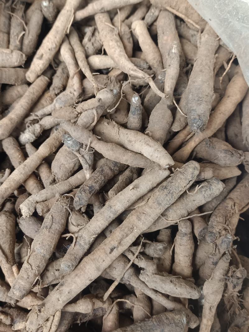 野生小叶仙茅，需要的现采现发。