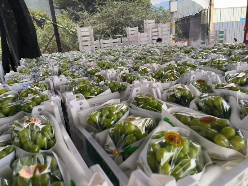 大凉山西昌阳光玫瑰葡萄上市，一级二级三级都可以，就等你来