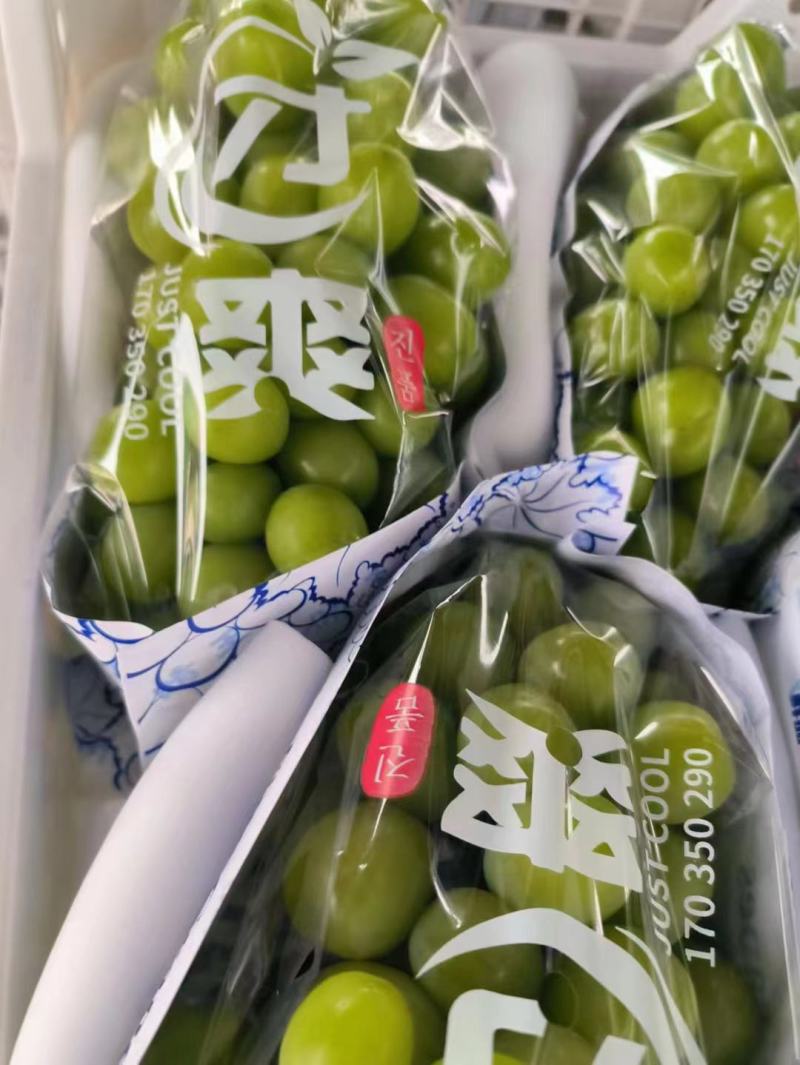 大凉山西昌阳光玫瑰葡萄上市，一级二级三级都可以，就等你来