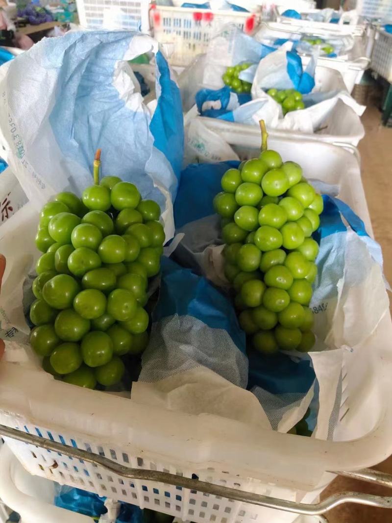 大凉山西昌阳光玫瑰葡萄上市，一级二级三级都可以，就等你来