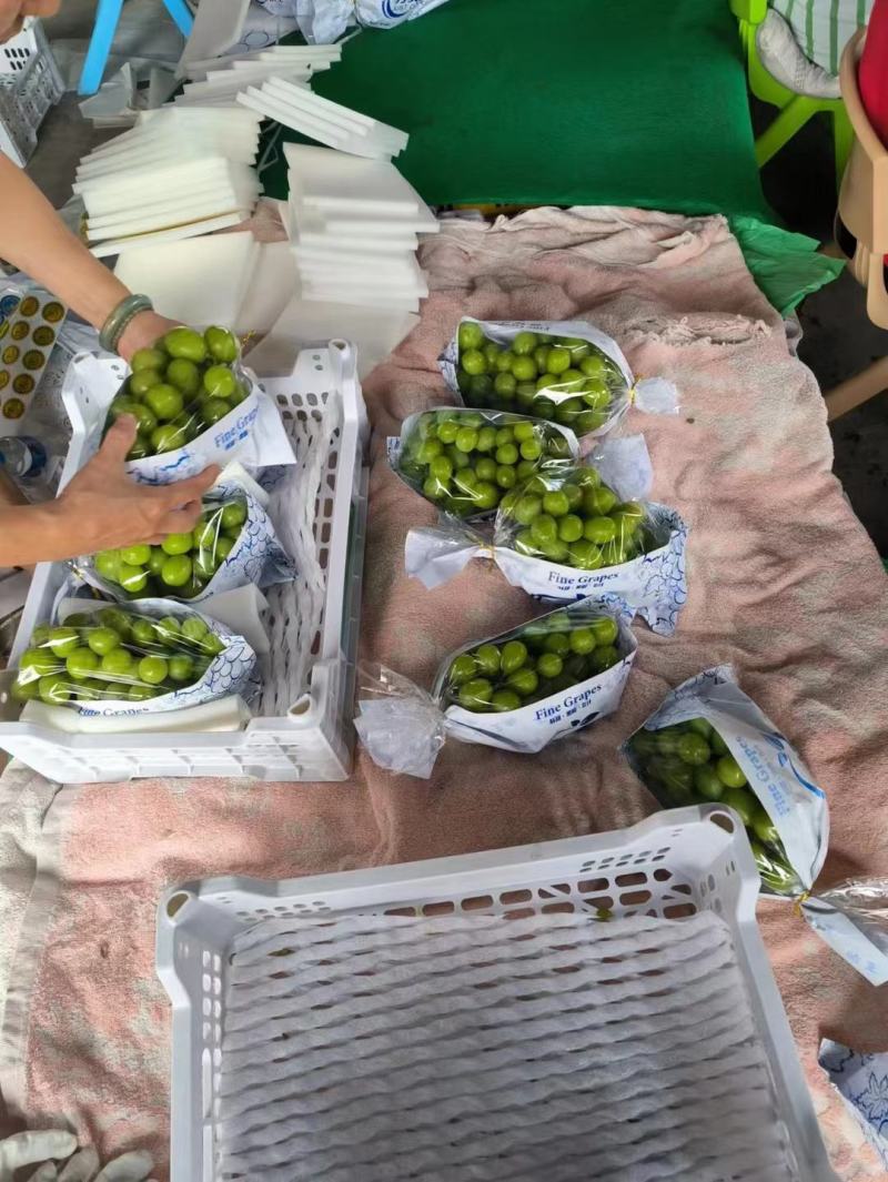 大凉山西昌阳光玫瑰葡萄上市，一级二级三级都可以，就等你来