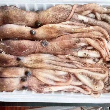 长腿八爪鱼，短腿八爪鱼，乌贼