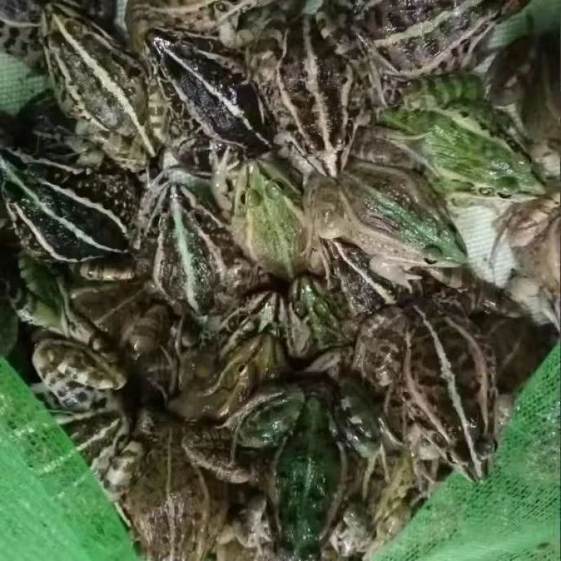 田鸡