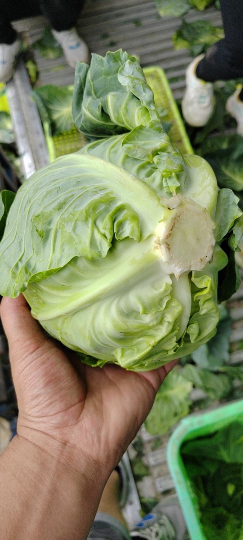 精品甘蓝产地直销大量有货