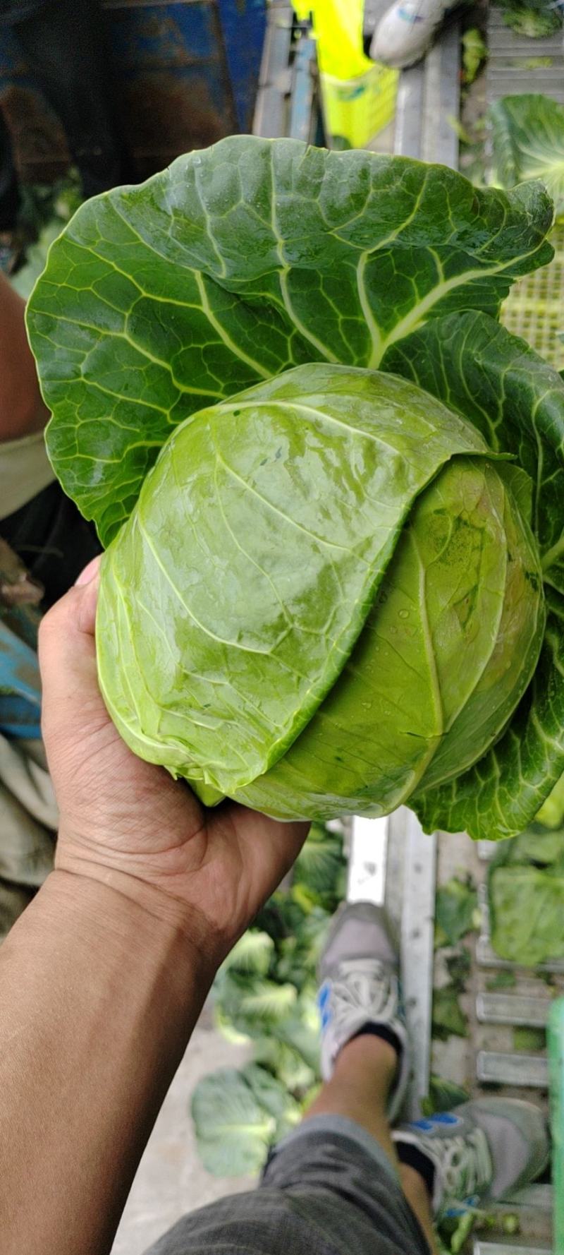 精品甘蓝产地直销大量有货