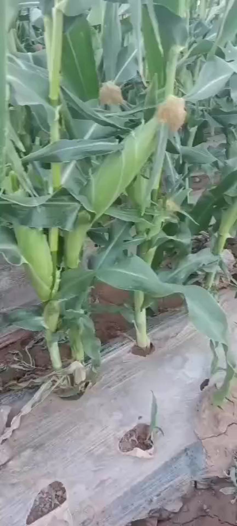 甘肃兰州高原水果玉米