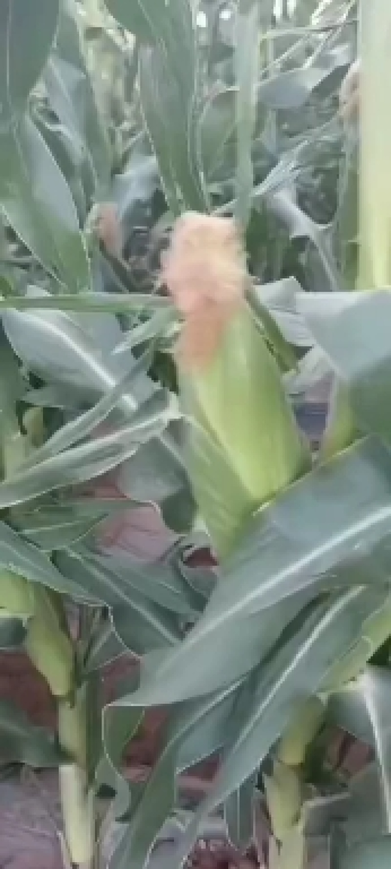 甘肃兰州高原水果玉米