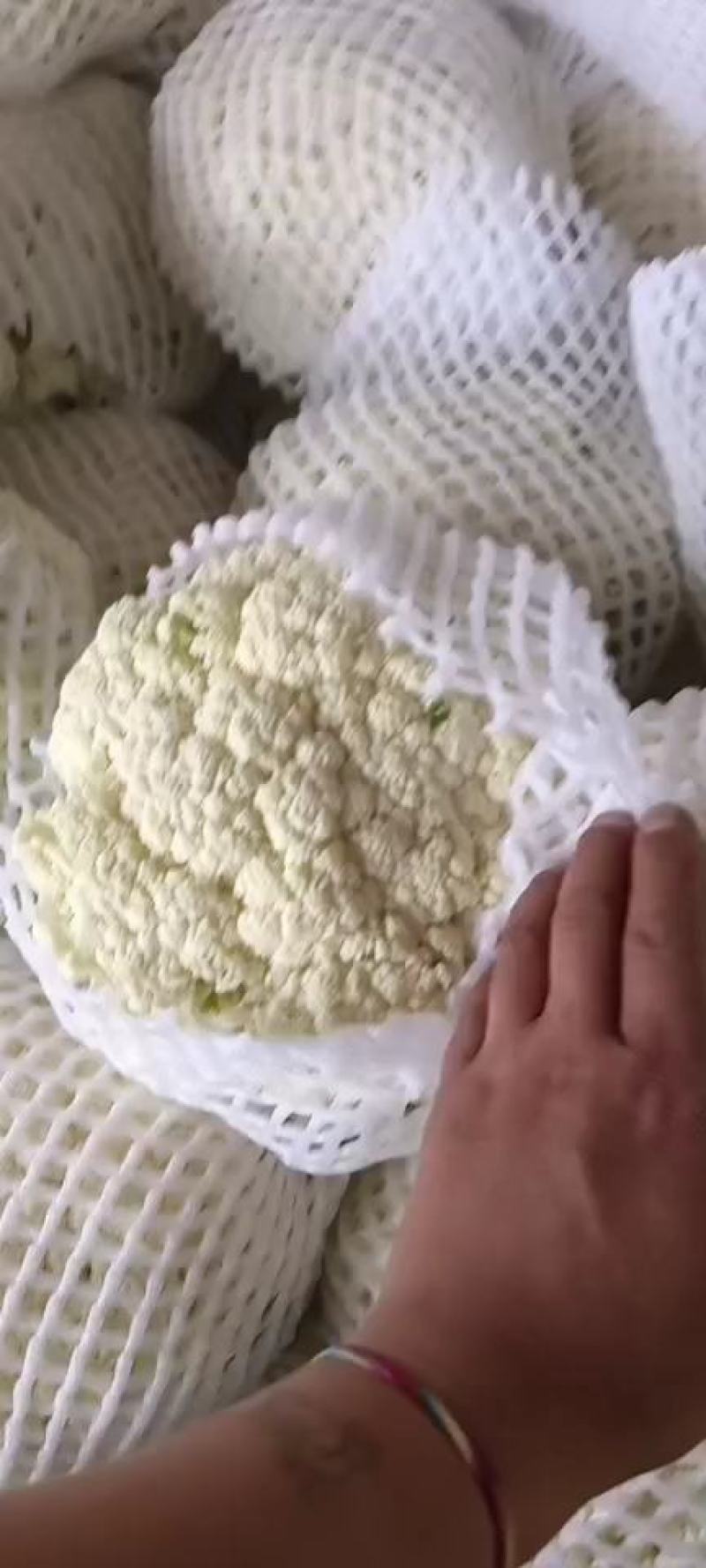 甘肃兰州高原水果玉米