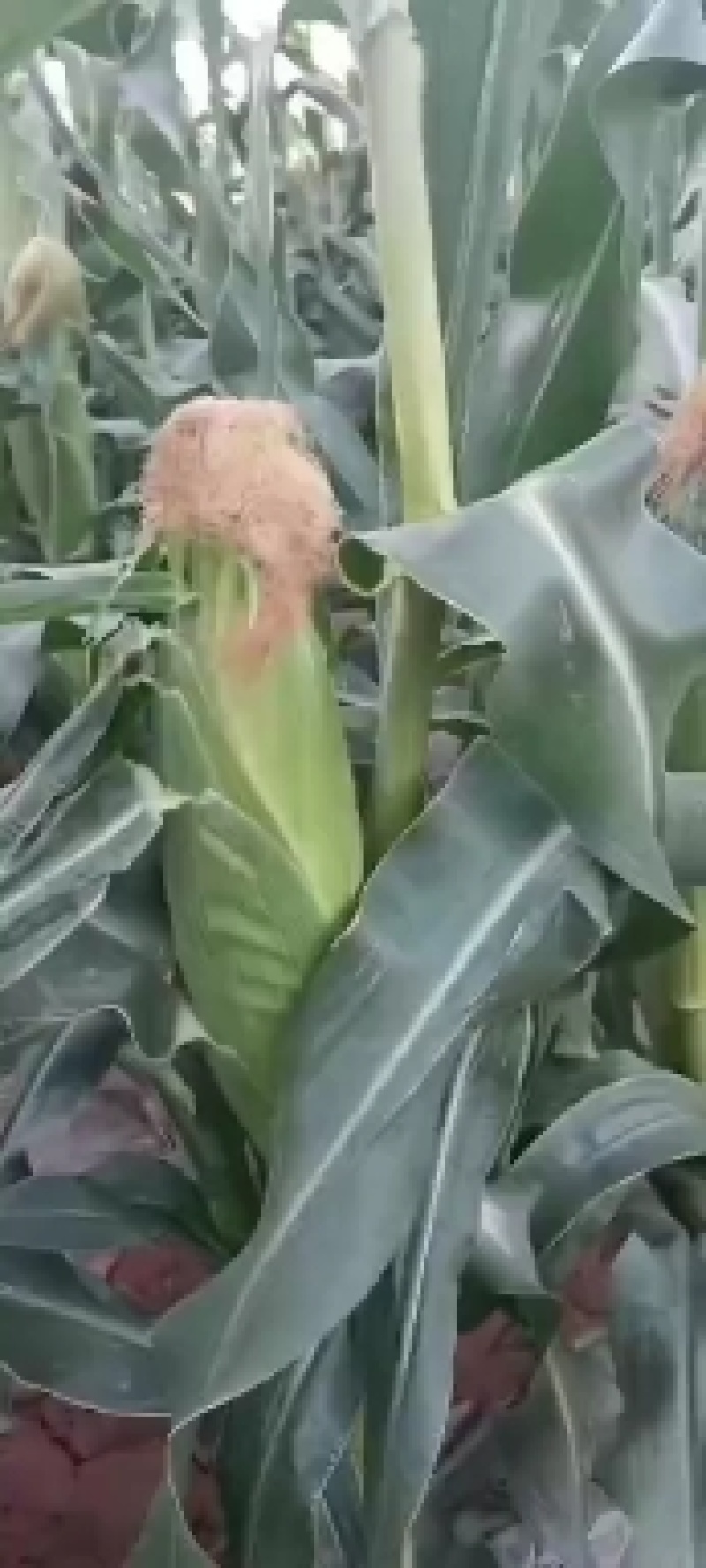甘肃兰州高原水果玉米