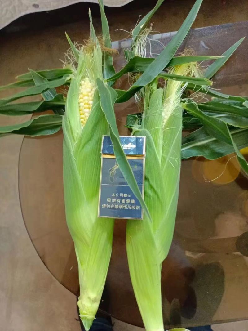 甘肃兰州高原水果玉米
