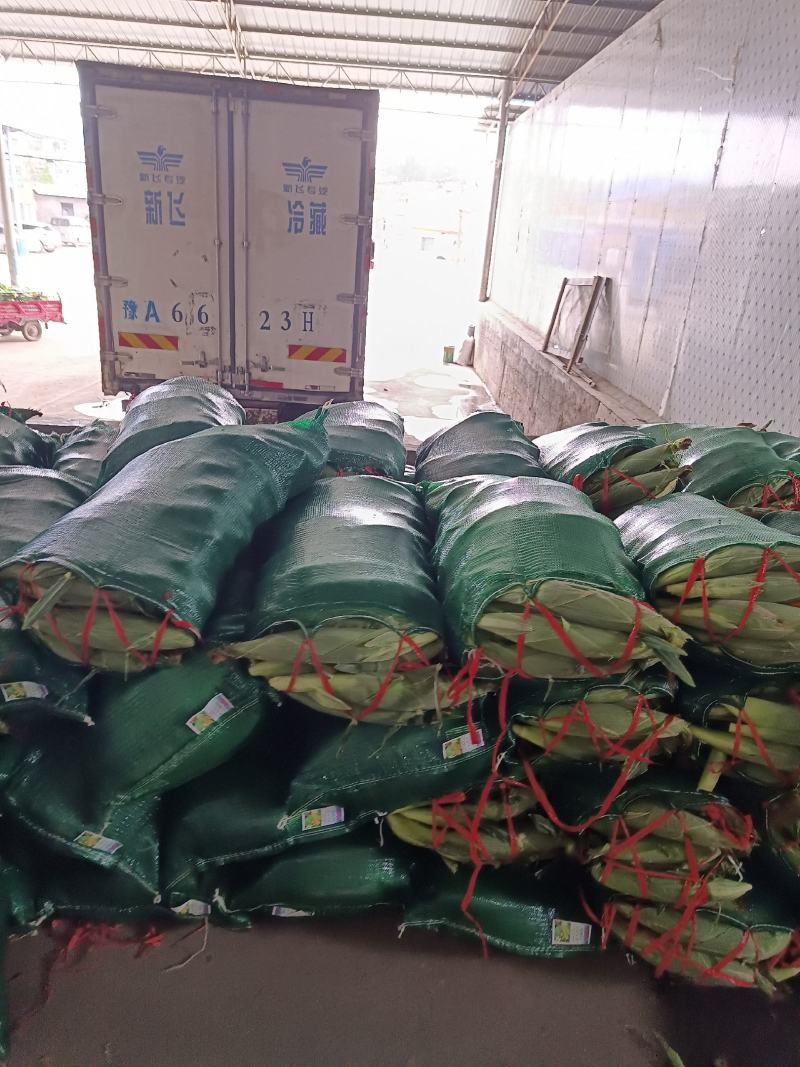 甘肃兰州高原水果玉米
