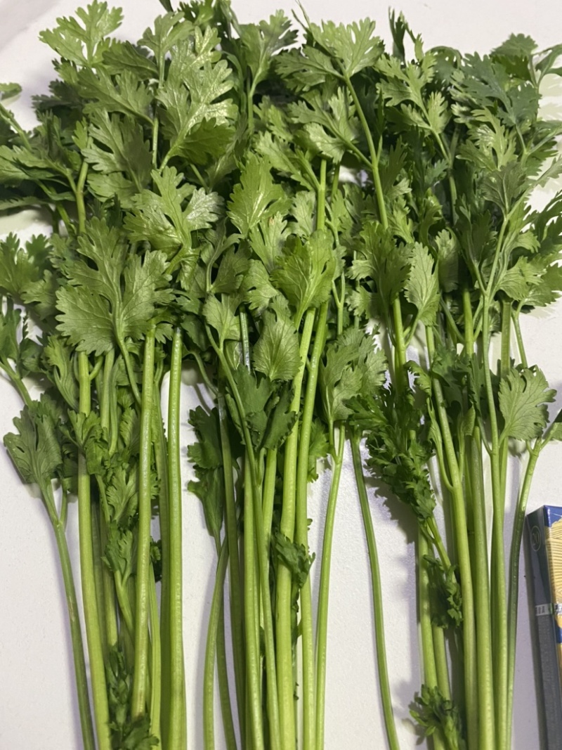精品小叶铁杆香菜大量上市可加工清洗泡沫箱扎把冷库货