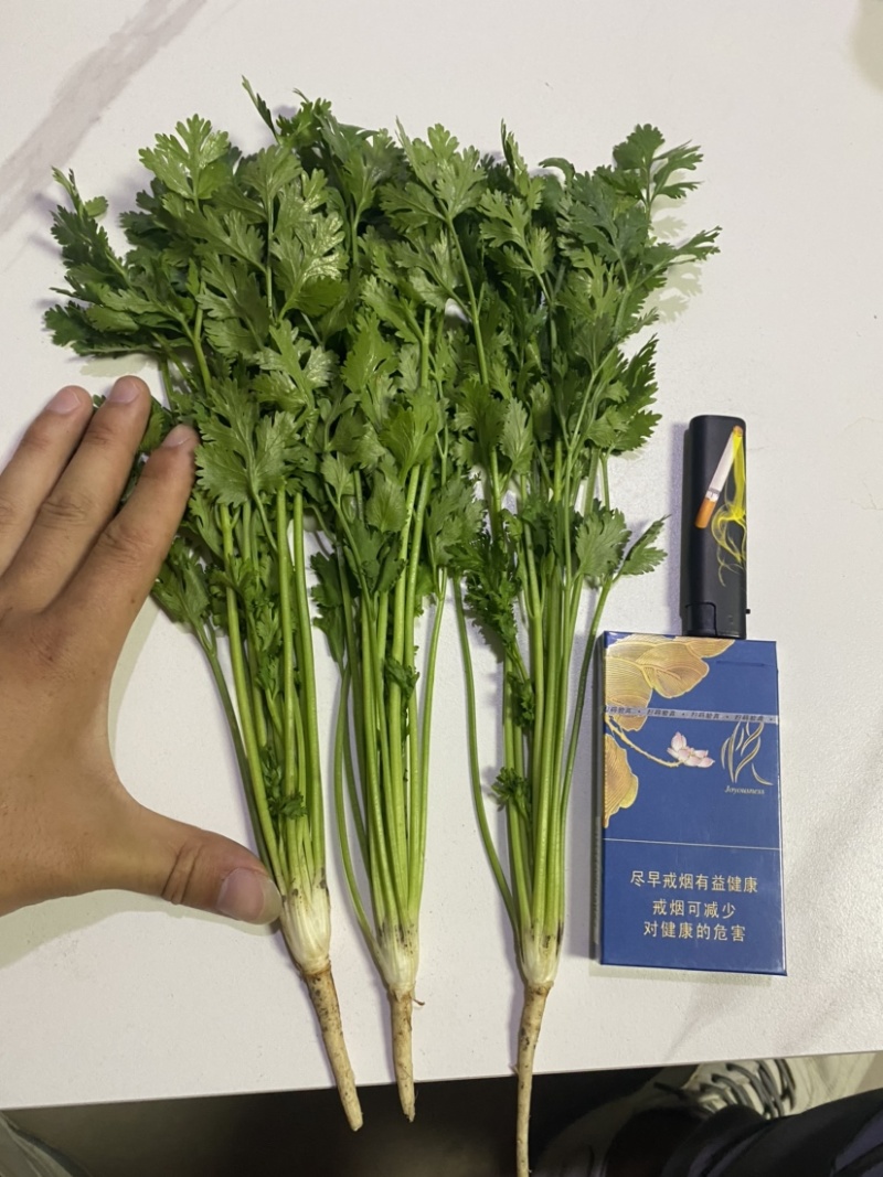 精品小叶铁杆香菜大量上市可加工清洗泡沫箱扎把冷库货
